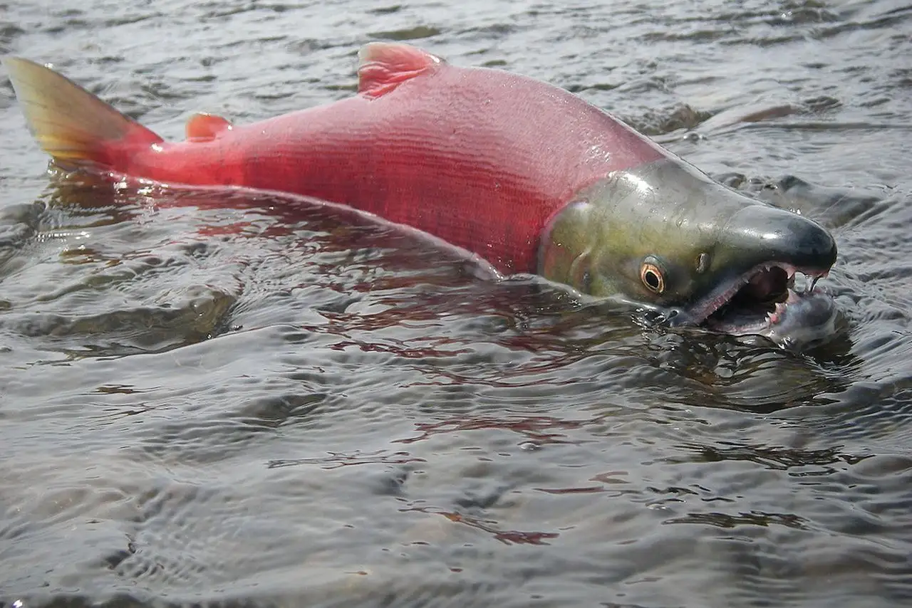 Wild Salmon.webp